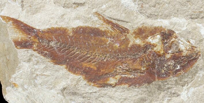 Bargain, Cretaceous Fossil Fish - Lebanon #53924